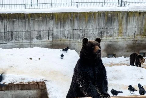Bear standing in the zoo Stock Photos