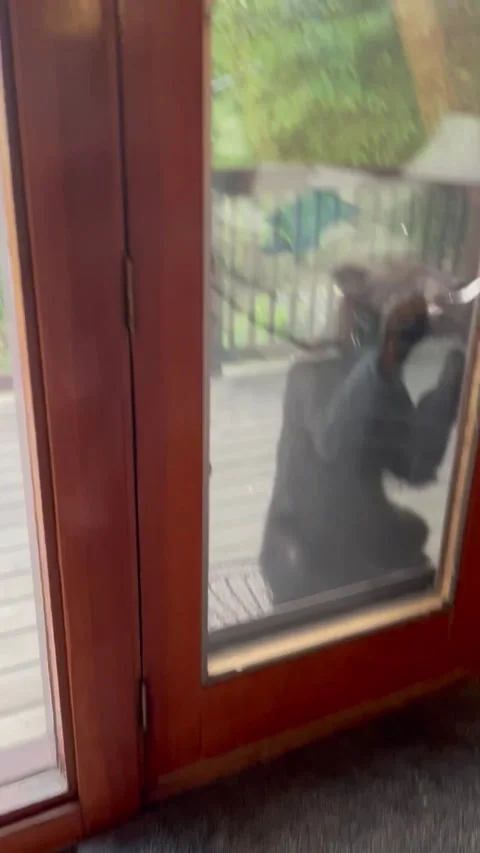 Bear Stands up and Tries to Open Cabin Door, Gatlinburg, Tennessee, USA - 27 Jun Stock Footage 317836408