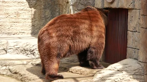 A bear stands at the cage in the zoo. Video stock 132714837