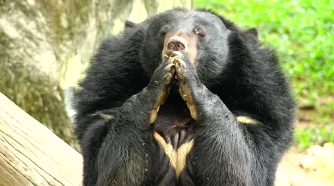 The bear stands on its hind legs. Stockbeeldmateriaal 63047668