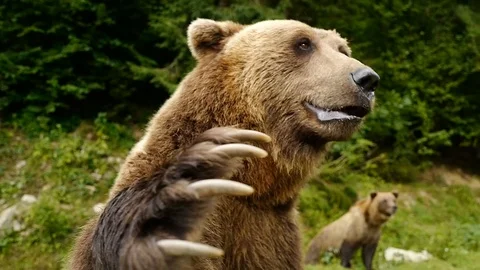 The bear stands on its hind legs and waves its front paw. Stock-Footage 120063864