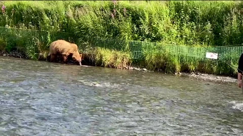 Bear stealing fish Video stock 141276258