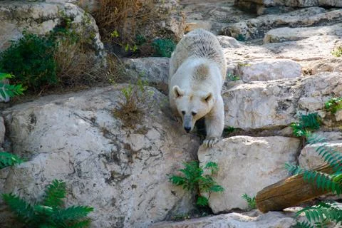 Bear on stones Stock Photos