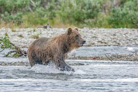Bear by a stream in Alaska Stock Photos