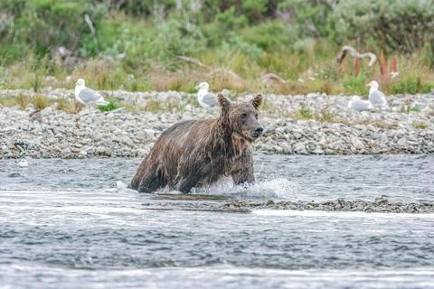 Bear by a stream in Alaska Stock Photos