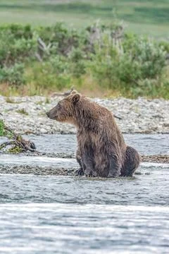 Bear by a stream in Alaska Stock Photos
