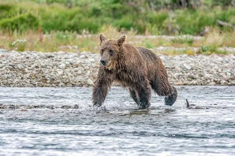 Bear by a stream in Alaska Stock Photos