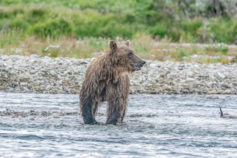 Bear by a stream in Alaska Stock Photos