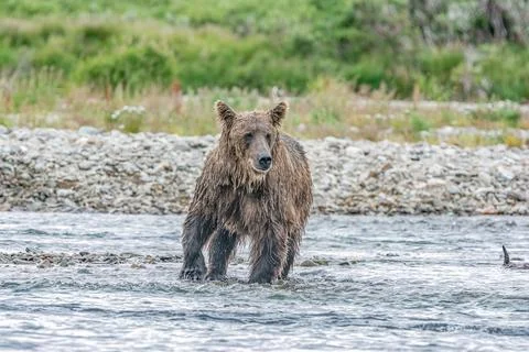 Bear by a stream in Alaska Foto stock