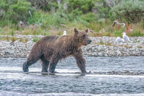 Bear by a stream in Alaska Stock Photos