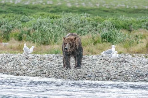 Bear by a stream in Alaska Stock Photos