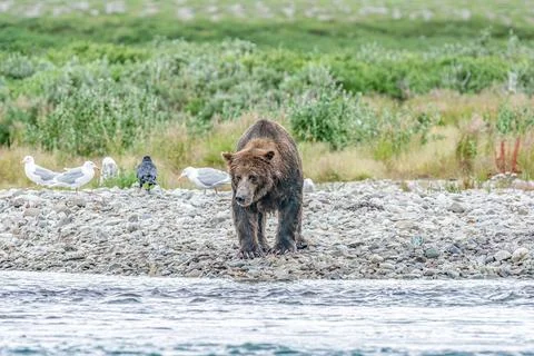Bear by a stream in Alaska Stock Photos