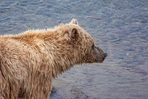 Bear by a stream in Alaska Stock Photos