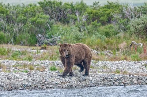 Bear by a stream in Alaska Foto stock