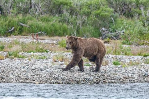 Bear by a stream in Alaska Stock Photos