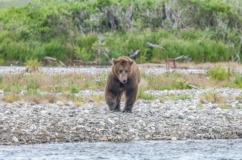 Bear by a stream in Alaska Stock Photos