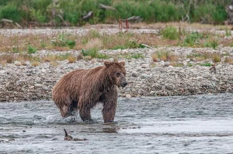 Bear by a stream in Alaska Stock Photos