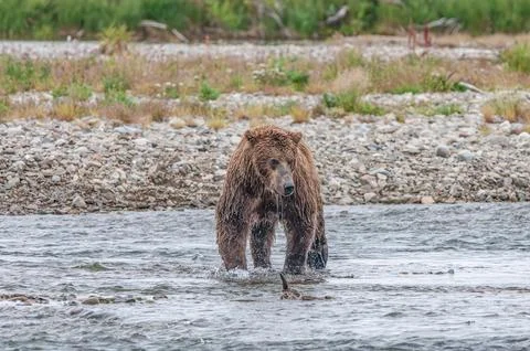 Bear by a stream in Alaska Foto stock