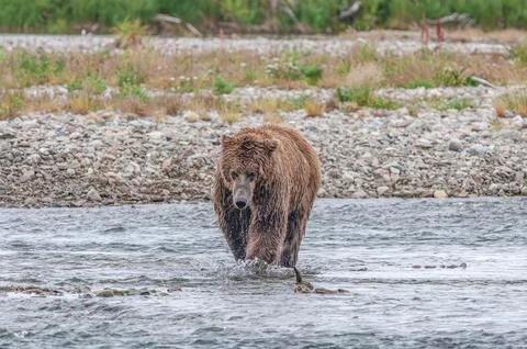 Bear by a stream in Alaska Stock Photos