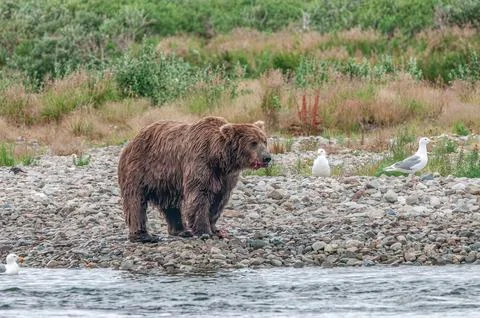 Bear by a stream in Alaska Stock Photos