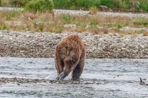 Bear by a stream in Alaska Stock Photos