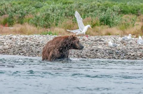 Bear by a stream in Alaska Stock Photos