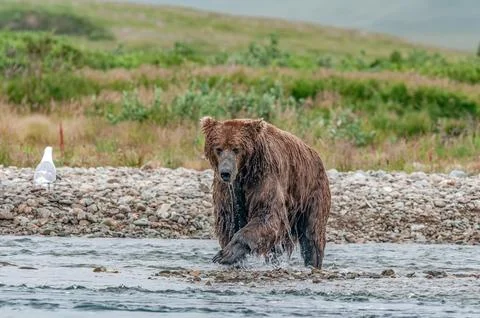 Bear by a stream in Alaska Stock Photos