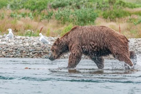 Bear by a stream in Alaska Stock Photos