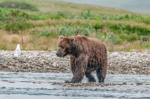 Bear by a stream in Alaska Stock Photos