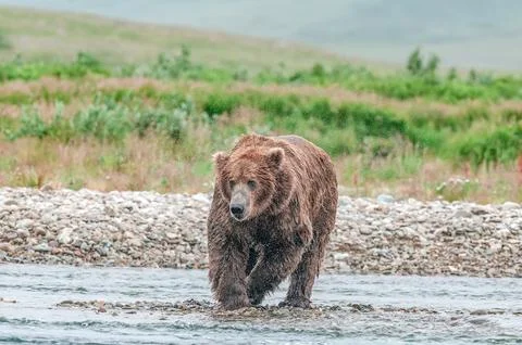 Bear by a stream in Alaska Stock Photos
