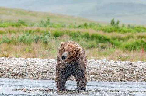 Bear by a stream in Alaska Foto stock