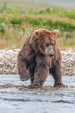 Bear by a stream in Alaska Stock Photos