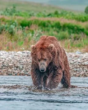 Bear by a stream in Alaska Stock Photos
