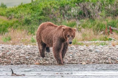 Bear by a stream in Alaska Stock Photos