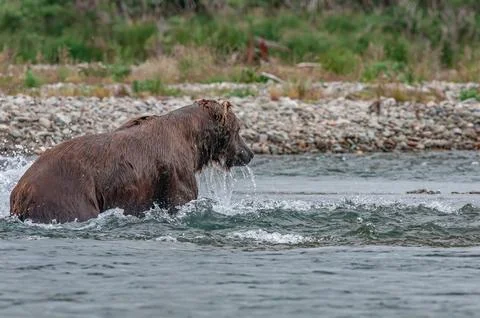 Bear by a stream in Alaska Stock Photos