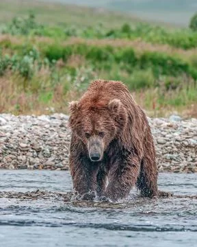 Bear by a stream in Alaska Stock Photos