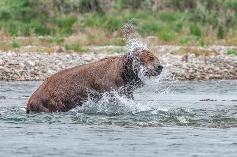 Bear by a stream in Alaska Stock Photos