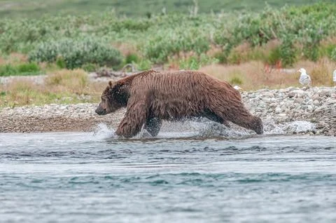 Bear by a stream in Alaska Stock Photos