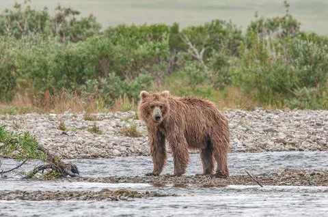 Bear by a stream in Alaska Stock Photos