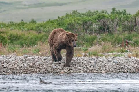 Bear by a stream in Alaska Stock Photos