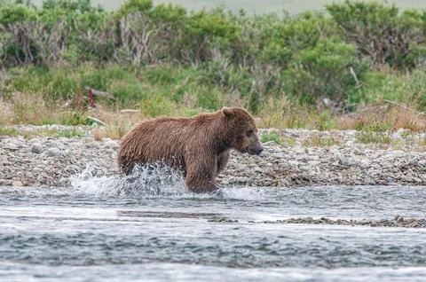 Bear by a stream in Alaska Stock Photos