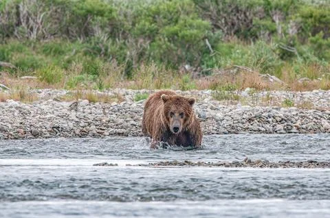 Bear by a stream in Alaska Stock Photos