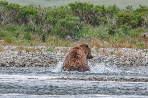 Bear by a stream in Alaska Stock Photos