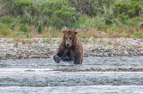 Bear by a stream in Alaska Stock Photos