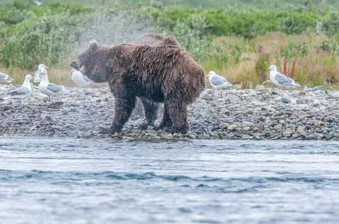 Bear by a stream in Alaska Stock Photos