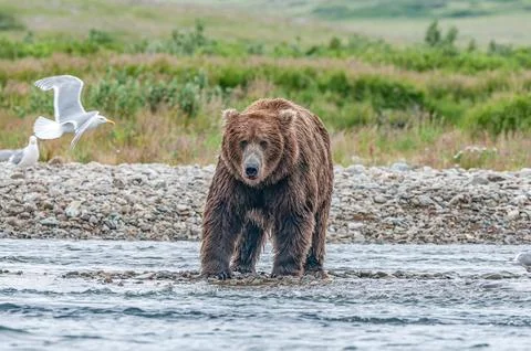 Bear by a stream in Alaska Stock Photos