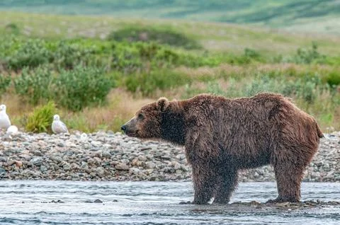 Bear by a stream in Alaska Stock Photos