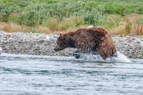 Bear by a stream in Alaska Stock Photos