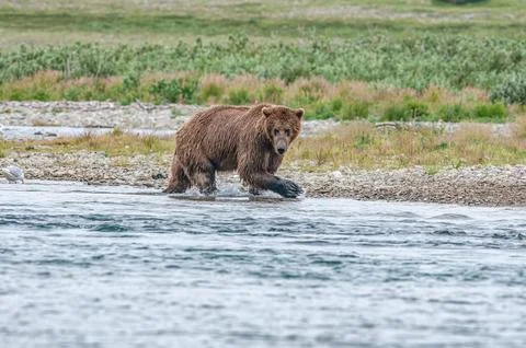 Bear by a stream in Alaska Stock Photos