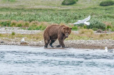 Bear by a stream in Alaska Stock Photos